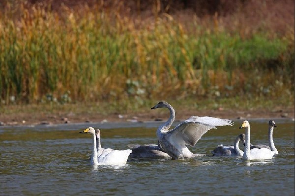 Wild swans make it to Pinglu