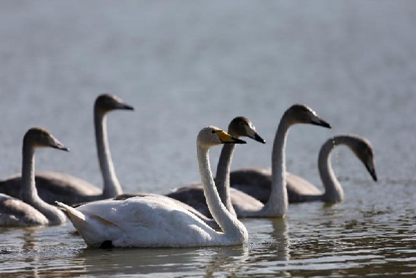 Wild swans make it to Pinglu