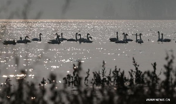 Swans take rest at wetland on Yellow River