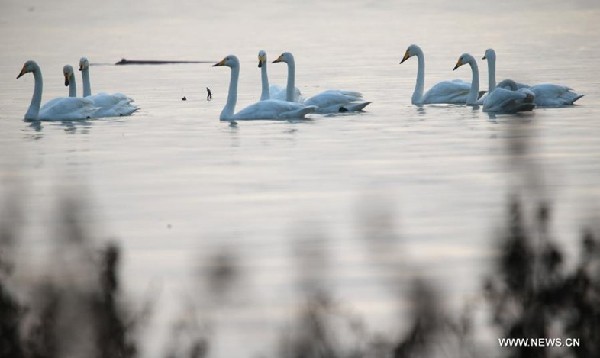 Swans take rest at wetland on Yellow River