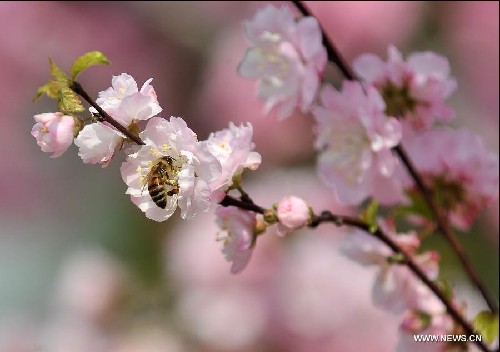 Warm weather, blossoms attract tourists in N China