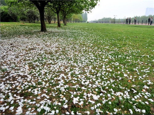 Flowers bloom along the Fenhe River