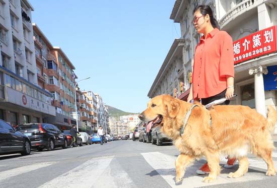 A glimpse into guide dogs in Shanxi