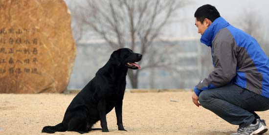 A glimpse into guide dogs in Shanxi