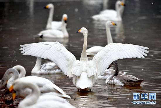 Wetland of Yellow River welcomes swans