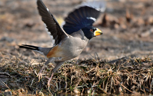 Birds flock to Taiyuan Fenhe Wetland Park