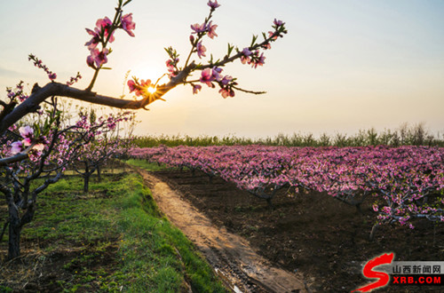 Peach blossom festival to open in Shanxi