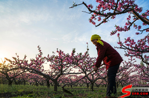 Peach blossom festival to open in Shanxi