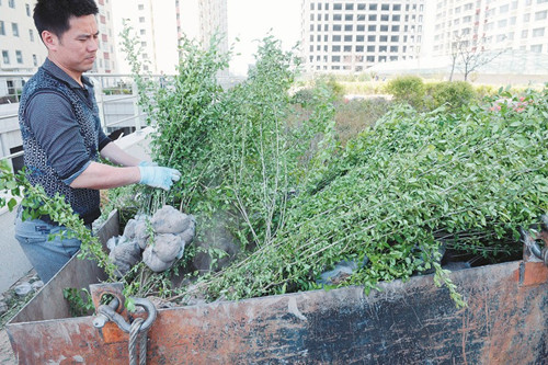 Rooftop gardens beautify apartment buildings