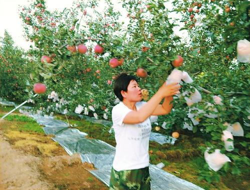 Apple planting drives rural economy