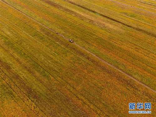 Harvests on shoals of the Yellow River