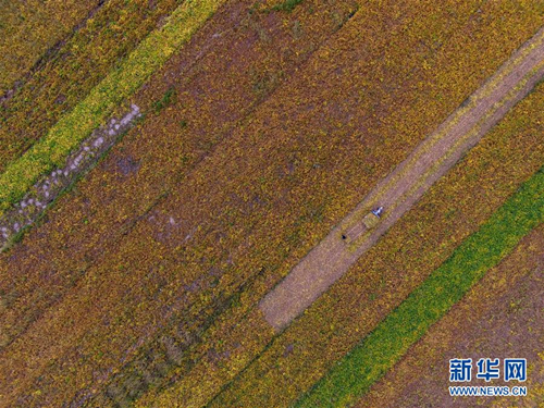 Harvests on shoals of the Yellow River