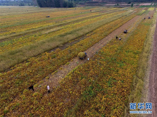 Harvests on shoals of the Yellow River