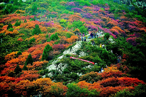 Red leaves attract crowds to Shanxi mountains