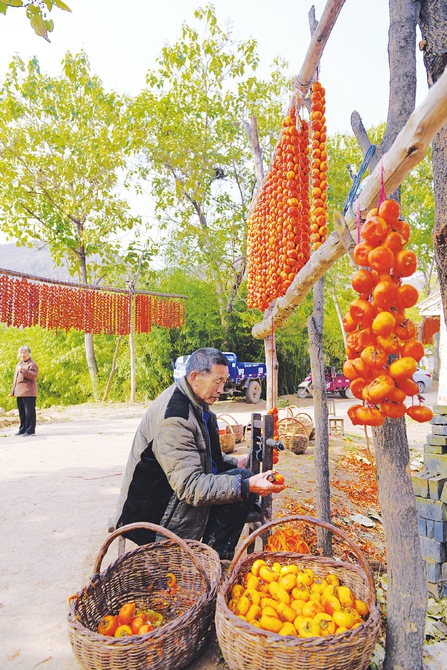 Shanxi villagers make dried persimmons