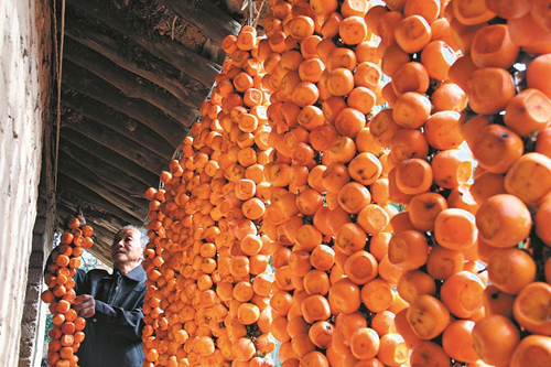 Shanxi villagers make dried persimmons