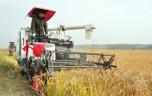 Linyi county ploughs ahead with rice production