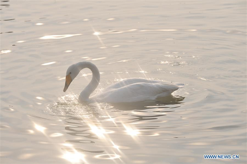 Wild swans migrate to N China's Shanxi from Siberia