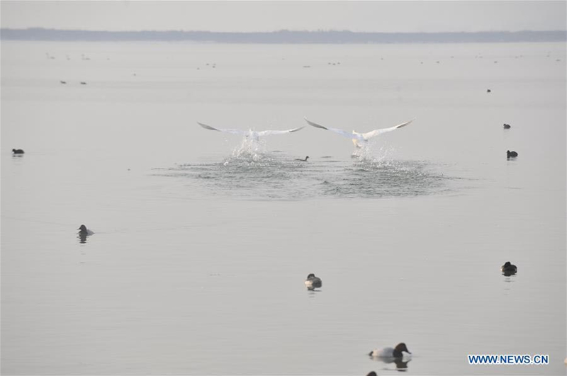 Wild swans migrate to N China's Shanxi from Siberia