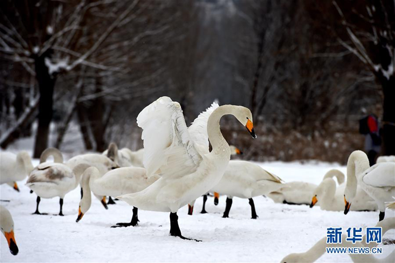 Swans in snowy Pinglu county