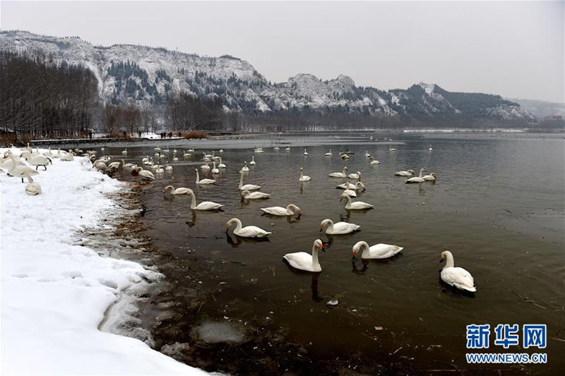 Swans in snowy Pinglu county
