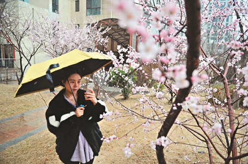 Blossoms pictured in spring snow