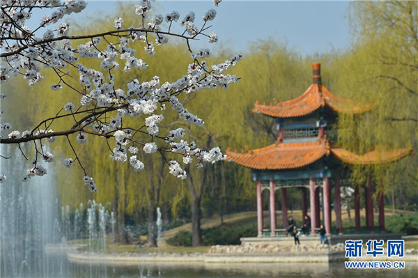 Apricot blossoms decorate Fenyang city