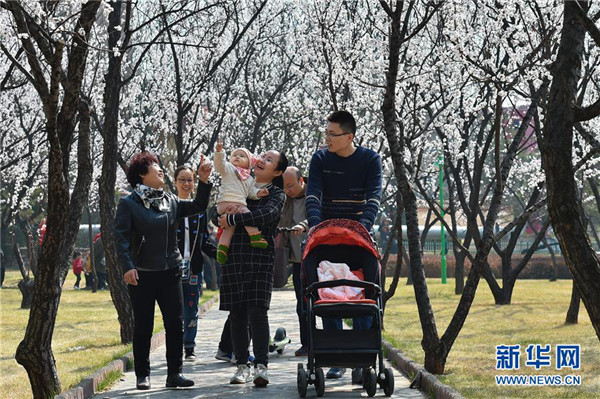 Apricot blossoms decorate Fenyang city