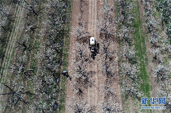 Farmers busy with artificially pollinating pear trees