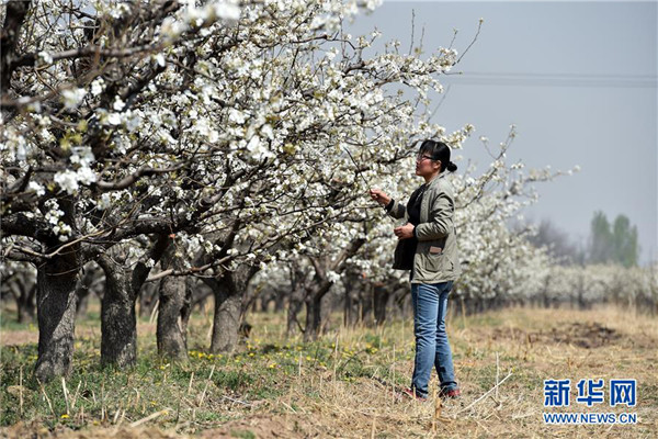 Farmers busy with artificially pollinating pear trees