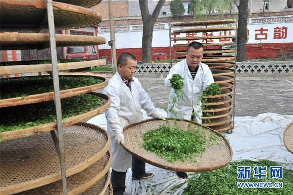Forsythia tea industry benefits Yangquan residents