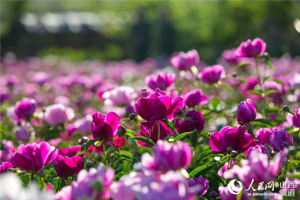 Pinglu residents benefit from peony planting