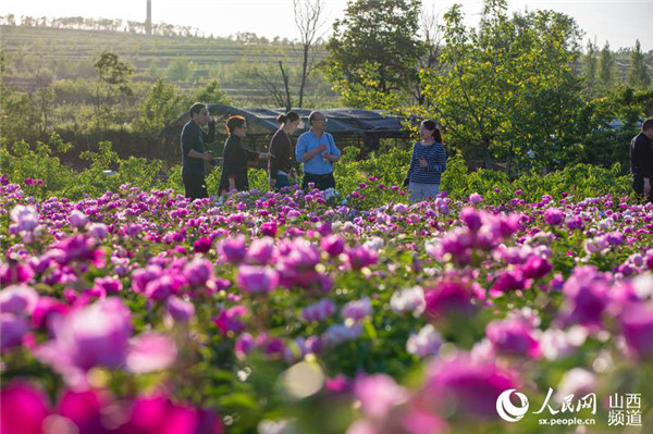 Pinglu residents benefit from peony planting