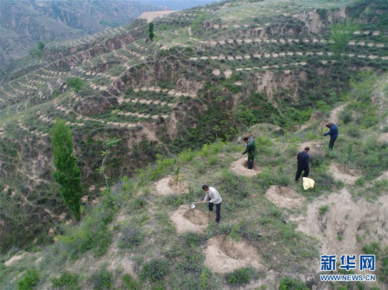Incomes rise through tree planting in Shanxi