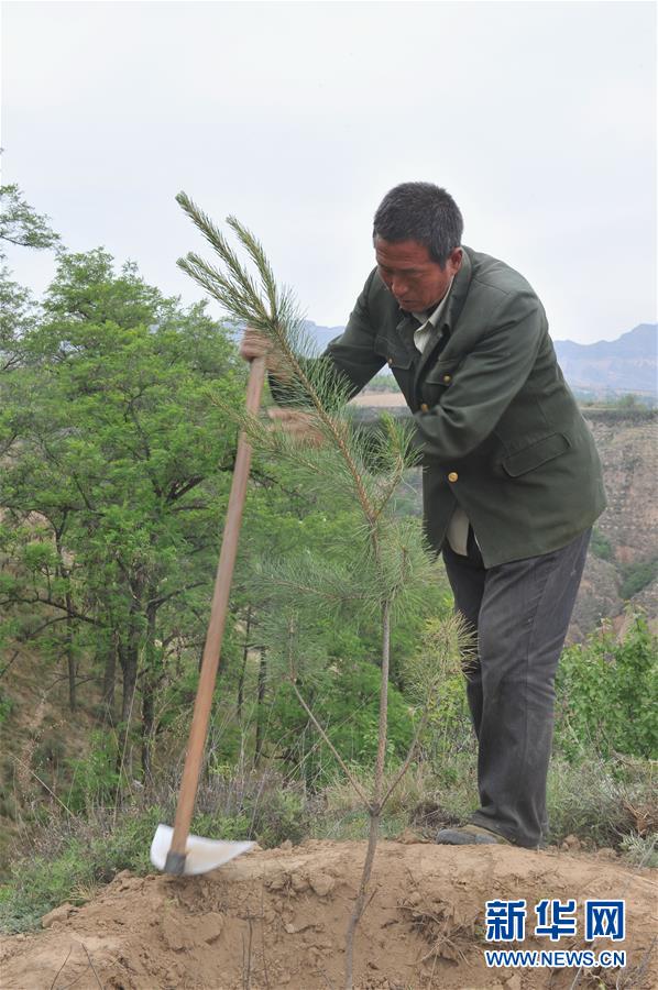 Incomes rise through tree planting in Shanxi