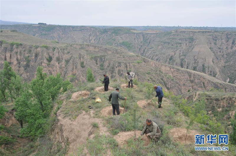 Incomes rise through tree planting in Shanxi