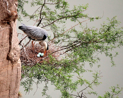 Yanhu Lake provides birdwatchers' paradise