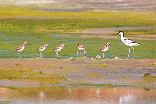Yanhu Lake provides birdwatchers' paradise