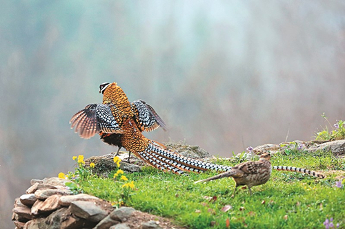Yanhu Lake provides birdwatchers' paradise