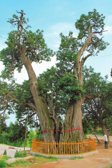 Old Shanxi trees recognized nationally for their beauty