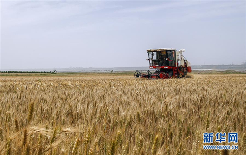 Farmers harvest wheat in Yuncheng