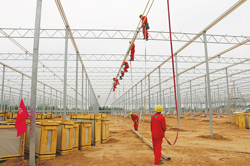 Shanxi to build Tomato Theme Town