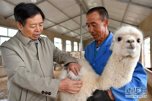 Alpaca breeding helps fight poverty in Shanxi