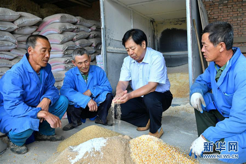 Alpaca breeding helps fight poverty in Shanxi