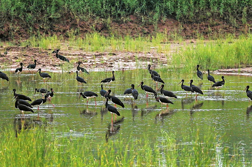 Rare black storks flock to Shanxi