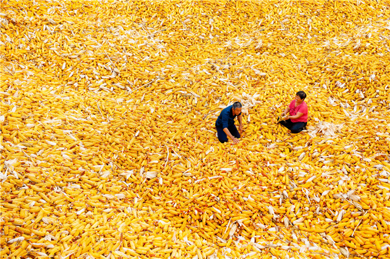 A golden autumn harvest in Shanxi province