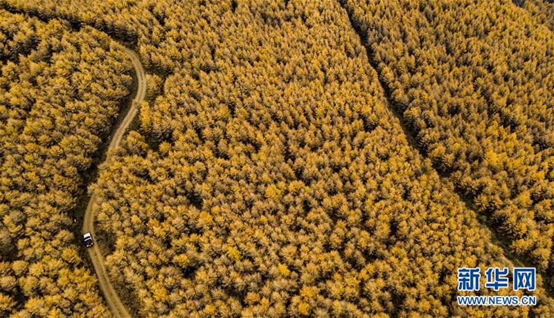 Autumn turns Qinyuan woodlands gold