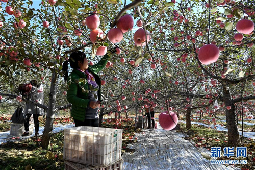 Apples provide income for Jixian farmers