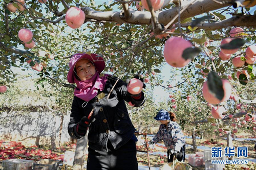 Apples provide income for Jixian farmers