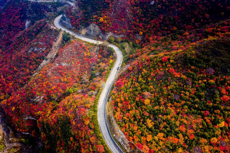 Autumn leaves captivate and draw appreciation